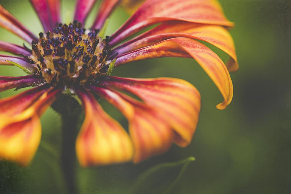 Free Image of Vivid Orange Flower with Textured Petals 