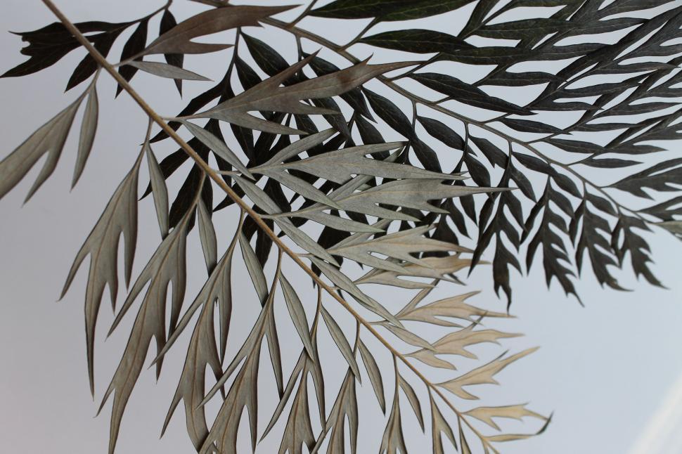 Free Image of Silhouette of wattle branch against white background 
