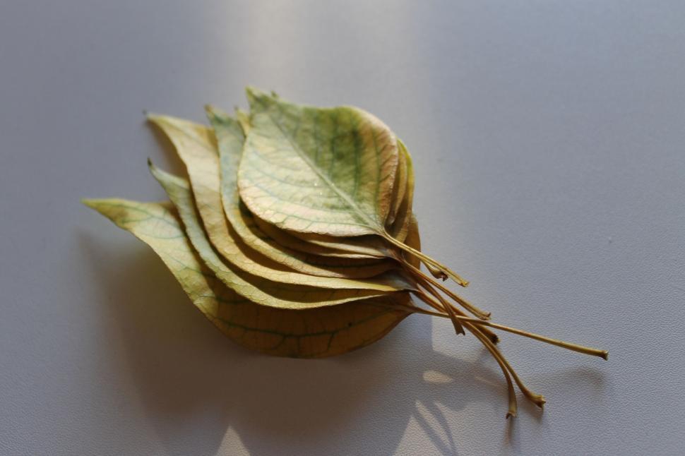 Free Image of Dried leaves stack on a white surface 