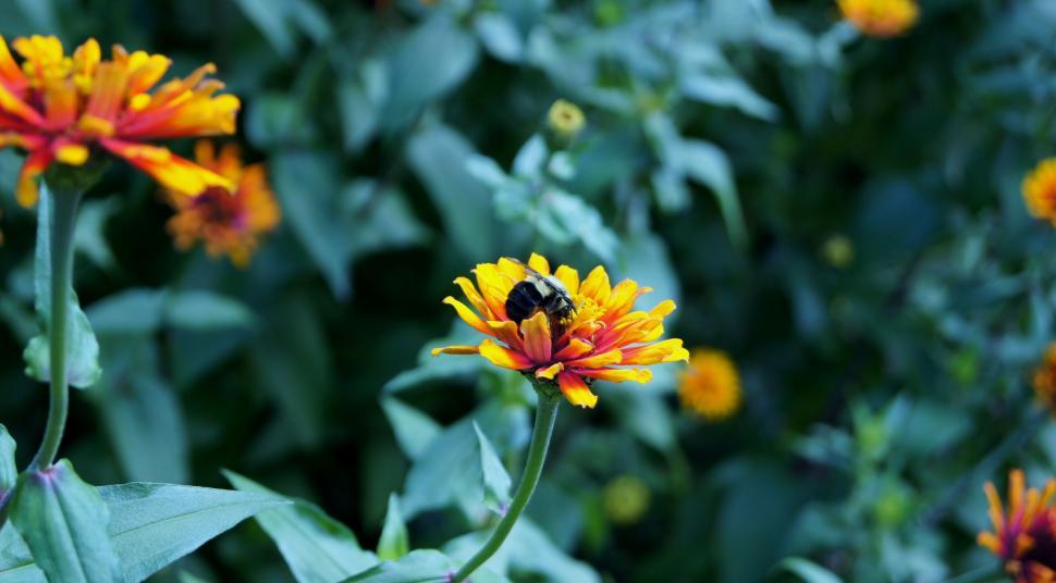 Free Image of Bee pollinating vibrant zinnia flowers 