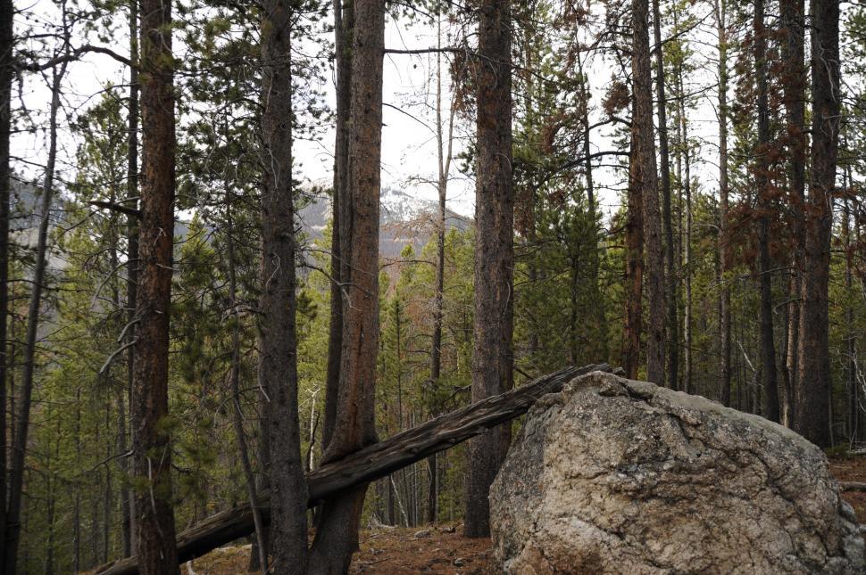Free Image of Fallen Tree 