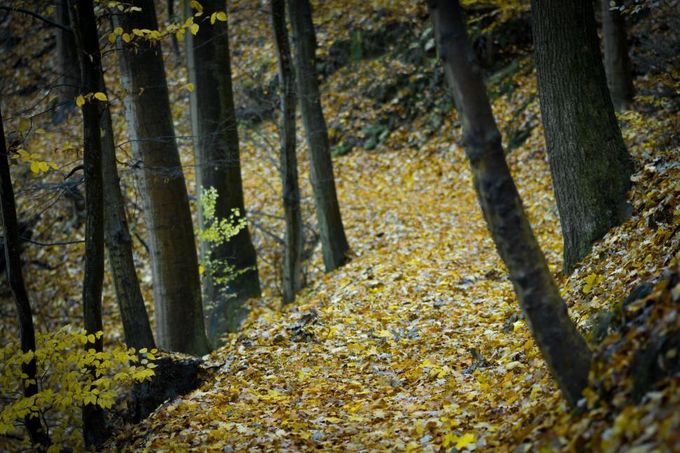 Free Image of Autumn forest pathway covered with leaves 