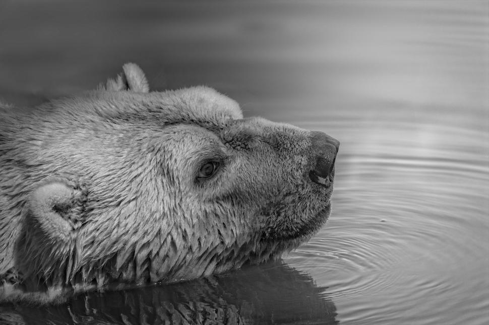 Free Image of Polar bear swimming in calm waters 