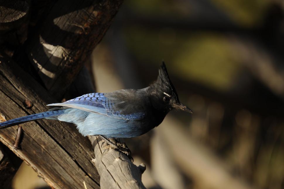 Free Image of Blue Jay Bird aka Cyanocitta cristata 