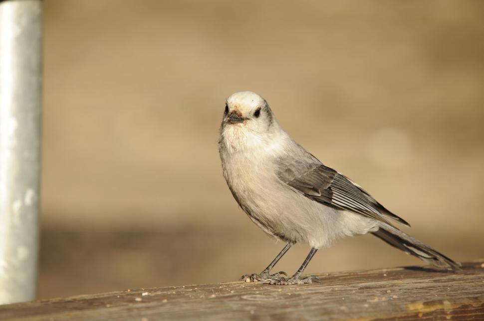 Free Image of Bird 