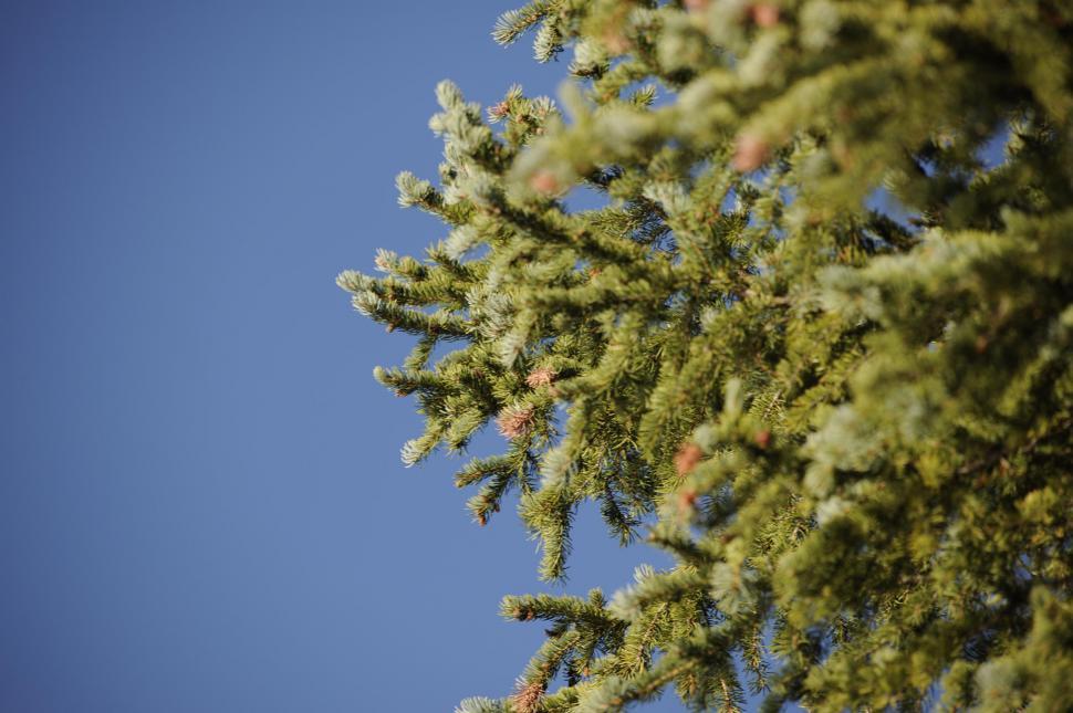 Free Image of Close-up of pine needles 