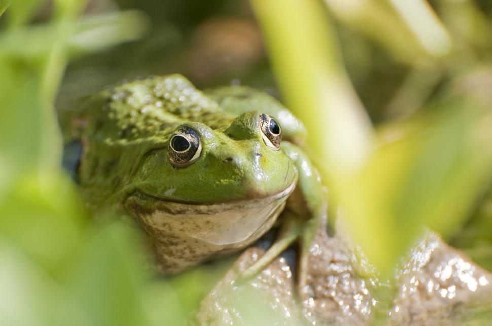 Free Image of Close-up of a green frog in nature 