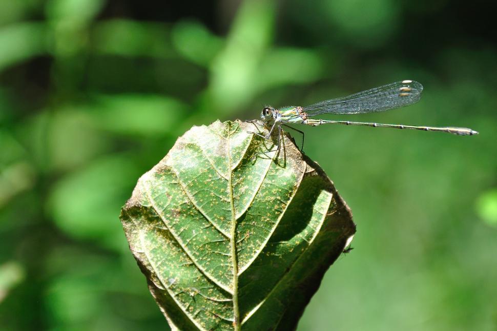 Free Image of Dragonfly perched on a leaf in sunlight 
