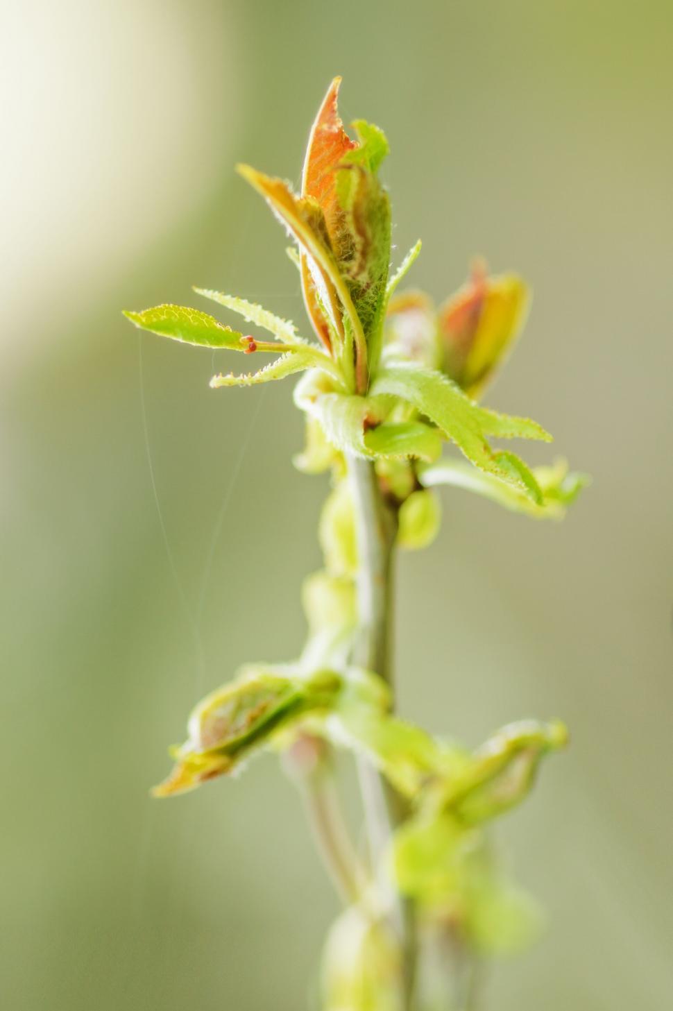 Free Image of Macro shot of a fresh green sprout 