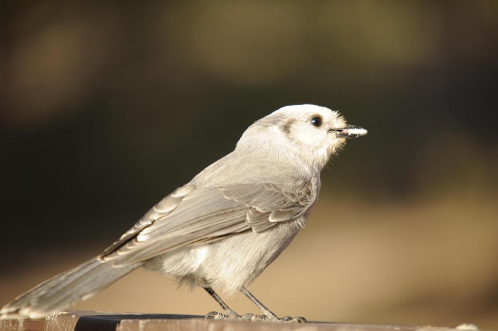 Free Image of One Bird 