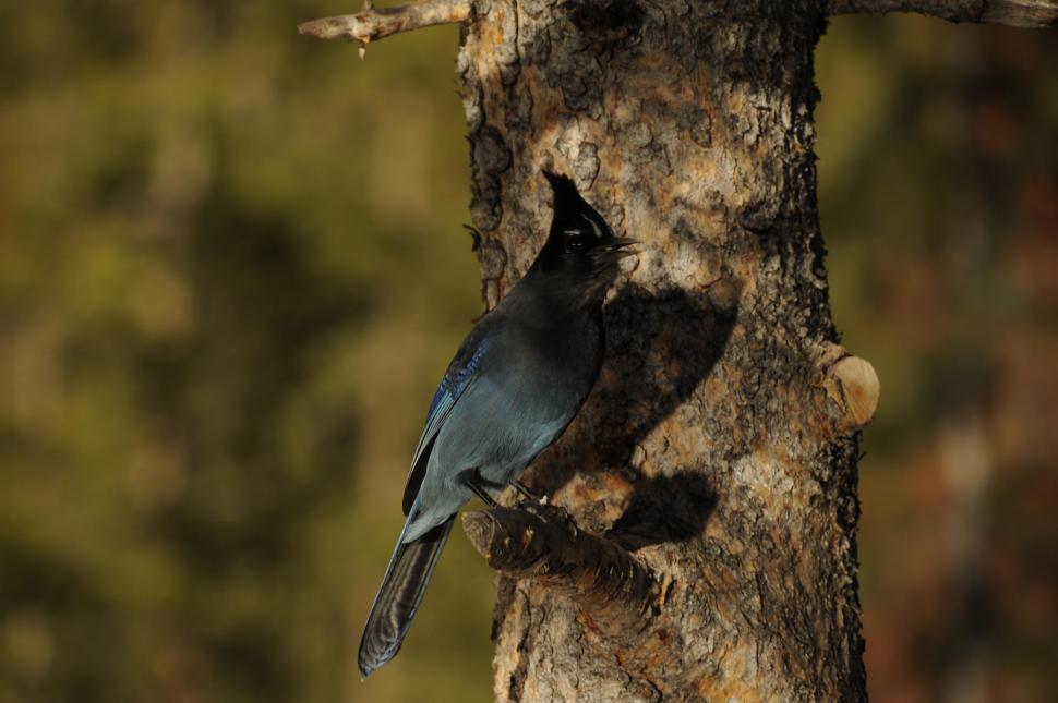 Free Image of Blue Jay Bird 
