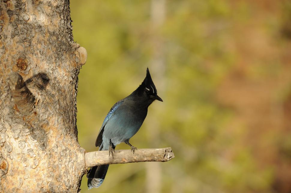 Free Image of One Blue Jay Bird 