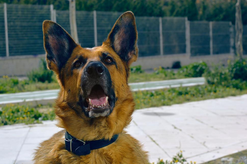 Free Image of Alert German Shepherd in a yard 