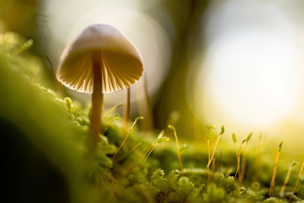 Free Image of Single mushroom in natural forest setting 