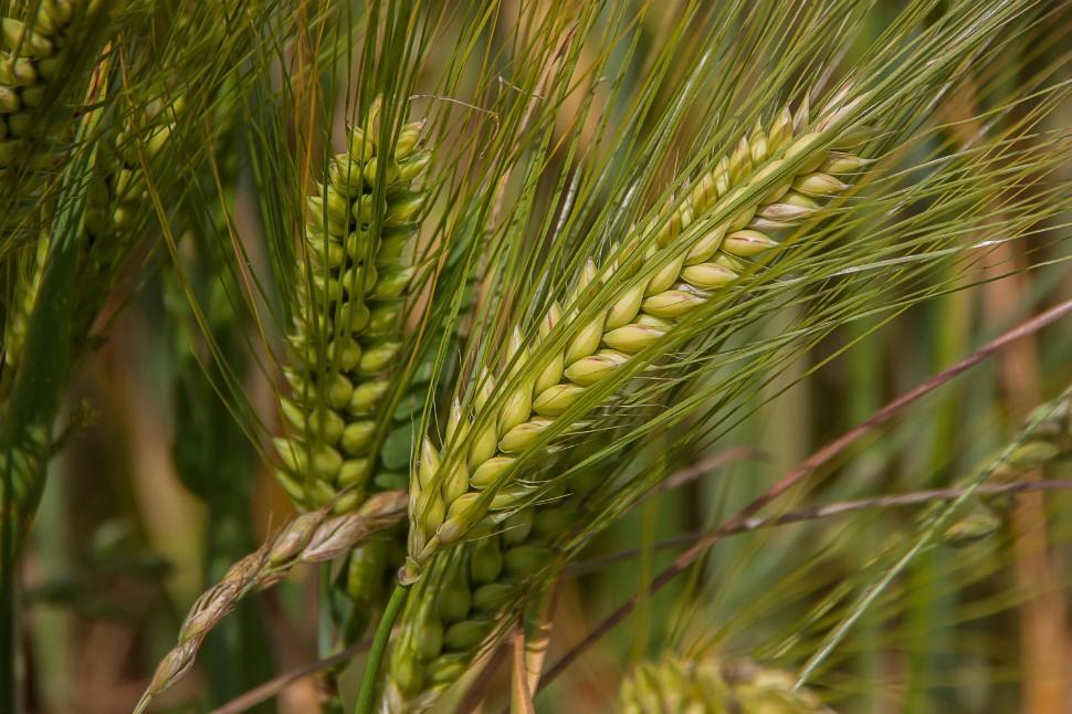 Free Image of Green wheat ears close-up in field 
