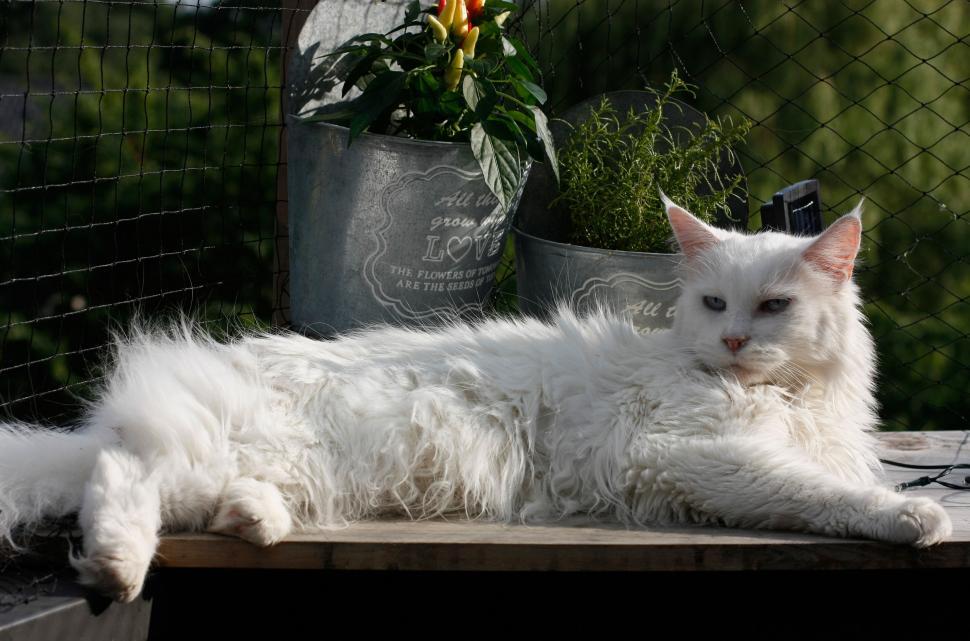 Free Image of Abstract blurred image of white cat on patio 