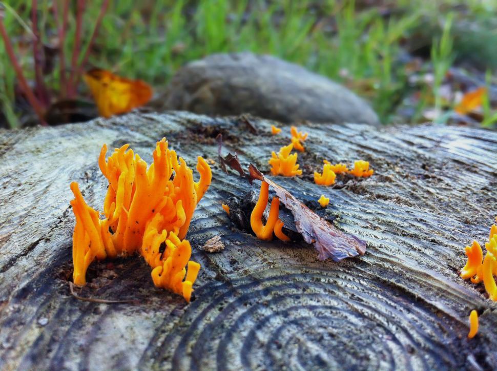 Free Image of Orange mushroom on tree stump 
