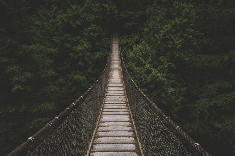 Free Image of Suspended footbridge surrounded by greenery 
