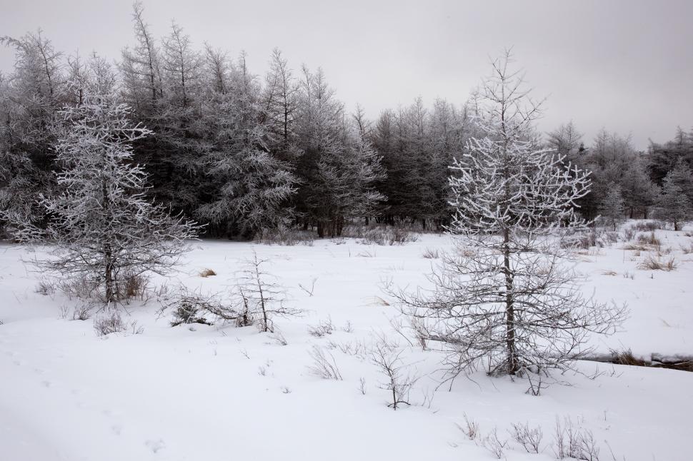 Free Image of Winter 