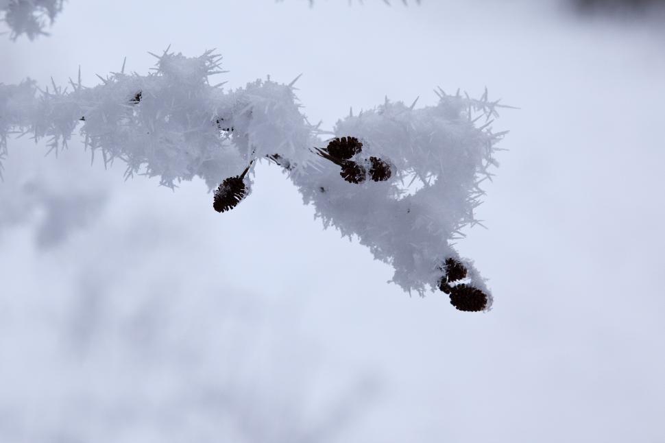 Free Image of Snow covered 
