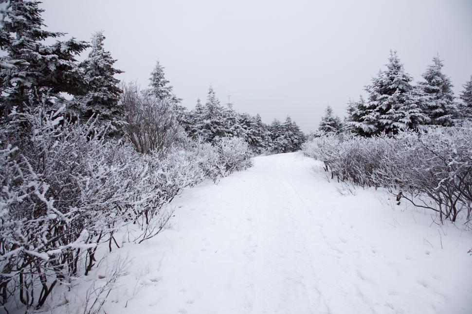 Free Image of Winter 