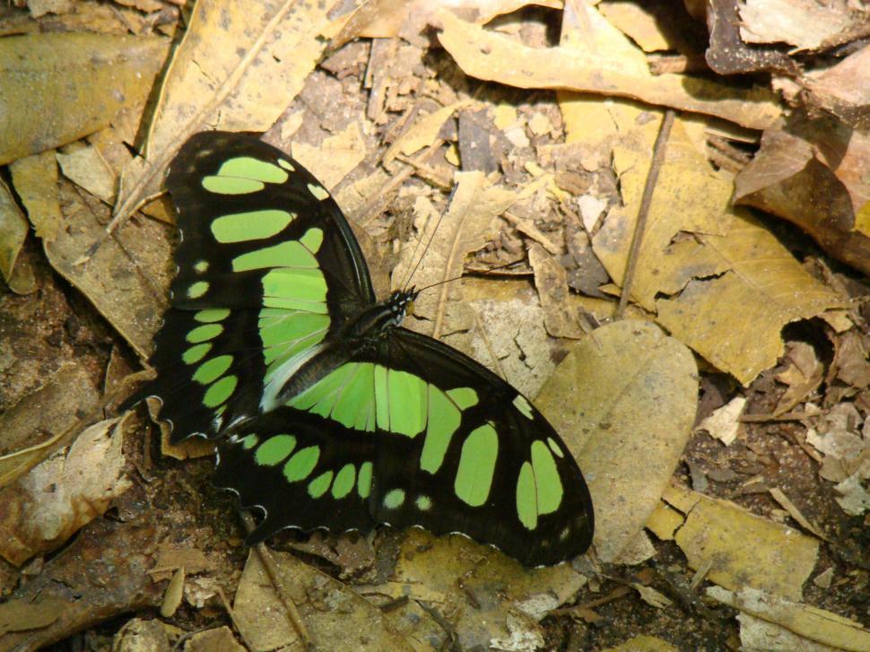 Free Image of Butterfly 