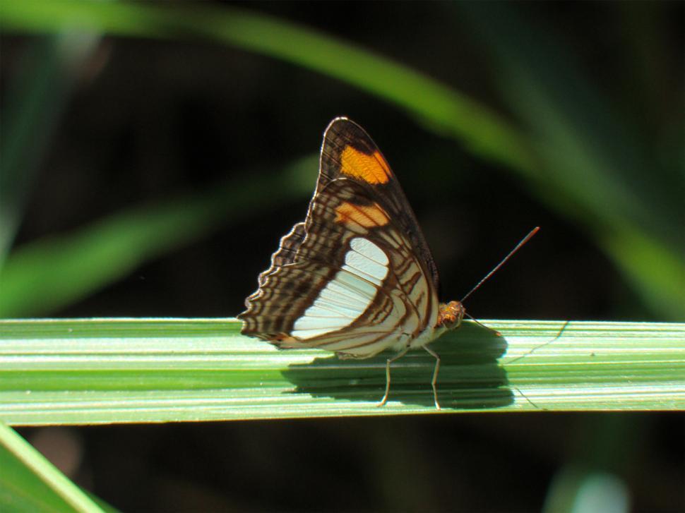 Free Image of Butterfly 