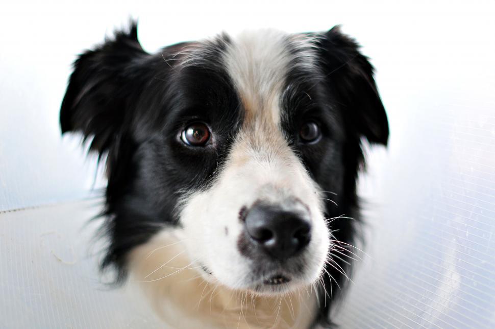 Free Image of Close-up of a fluffy dog s ear and fur 
