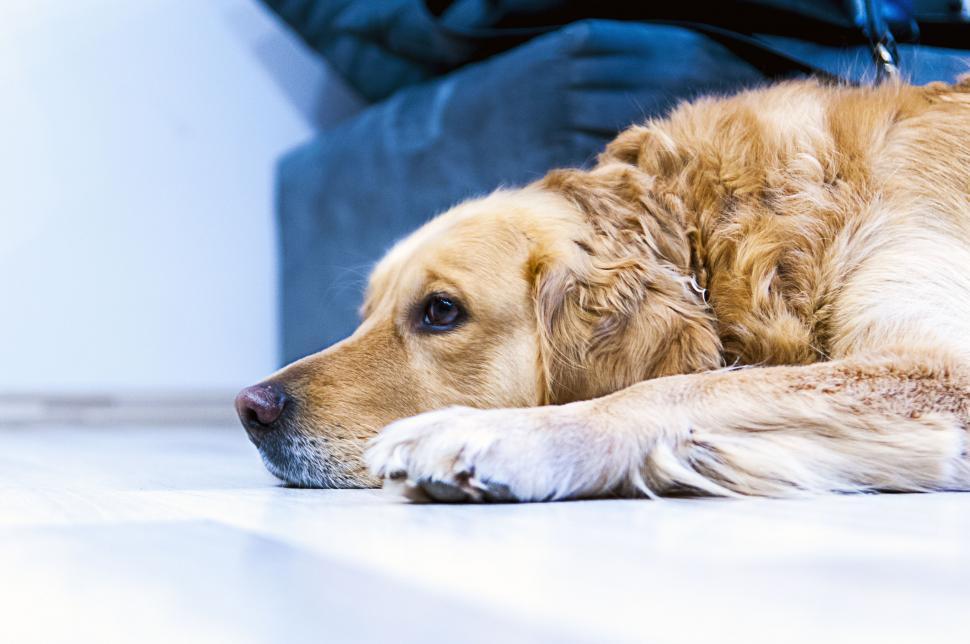 Free Image of Lying Golden Retriever on the floor 