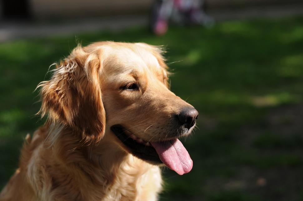 Free Image of Happy Golden Retriever in daylight 