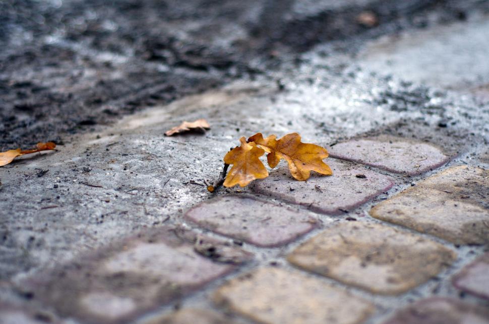 Free Image of Fallen oak leaf on cobblestone pavement 