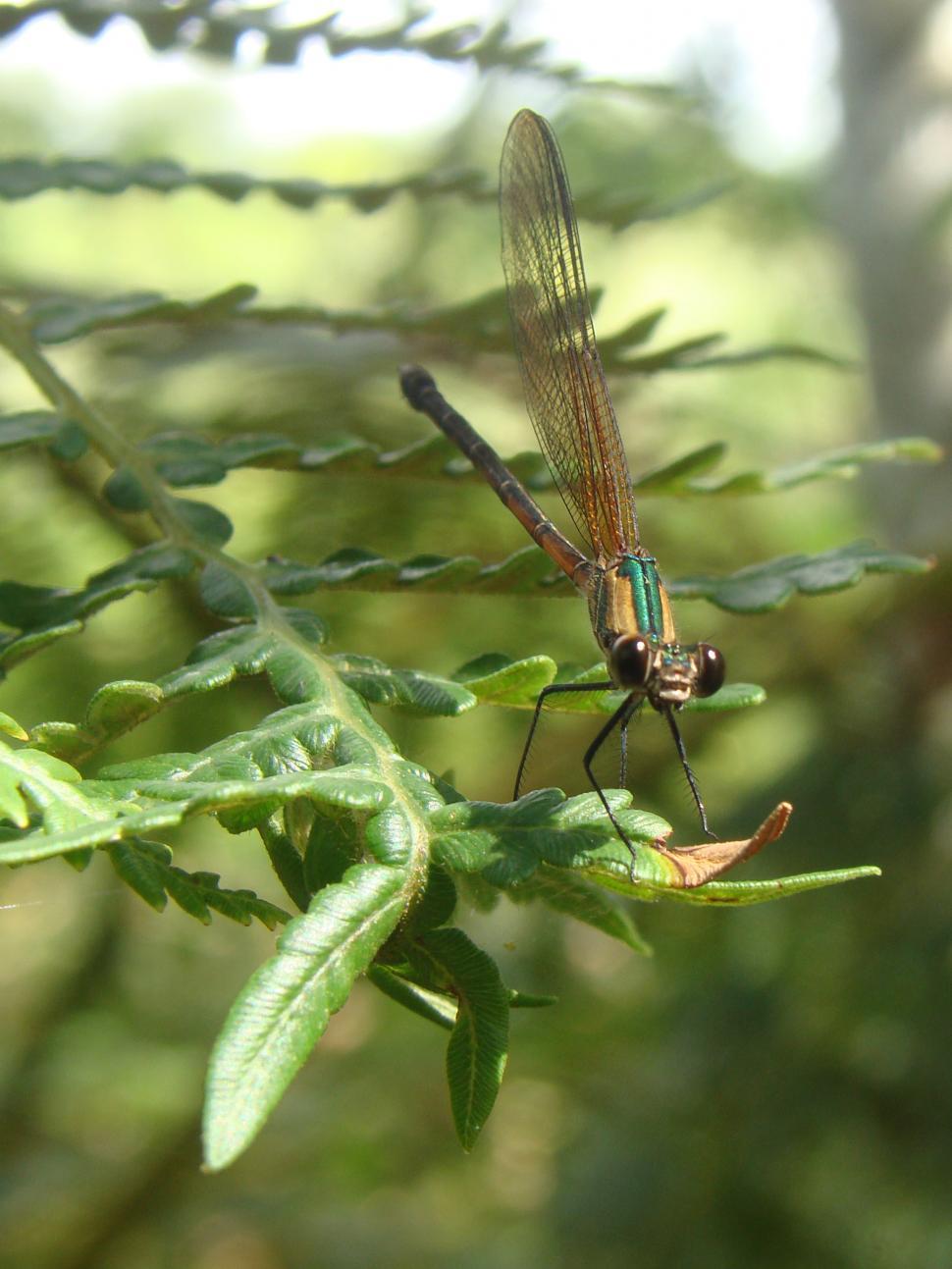 Free Image of Libelula 