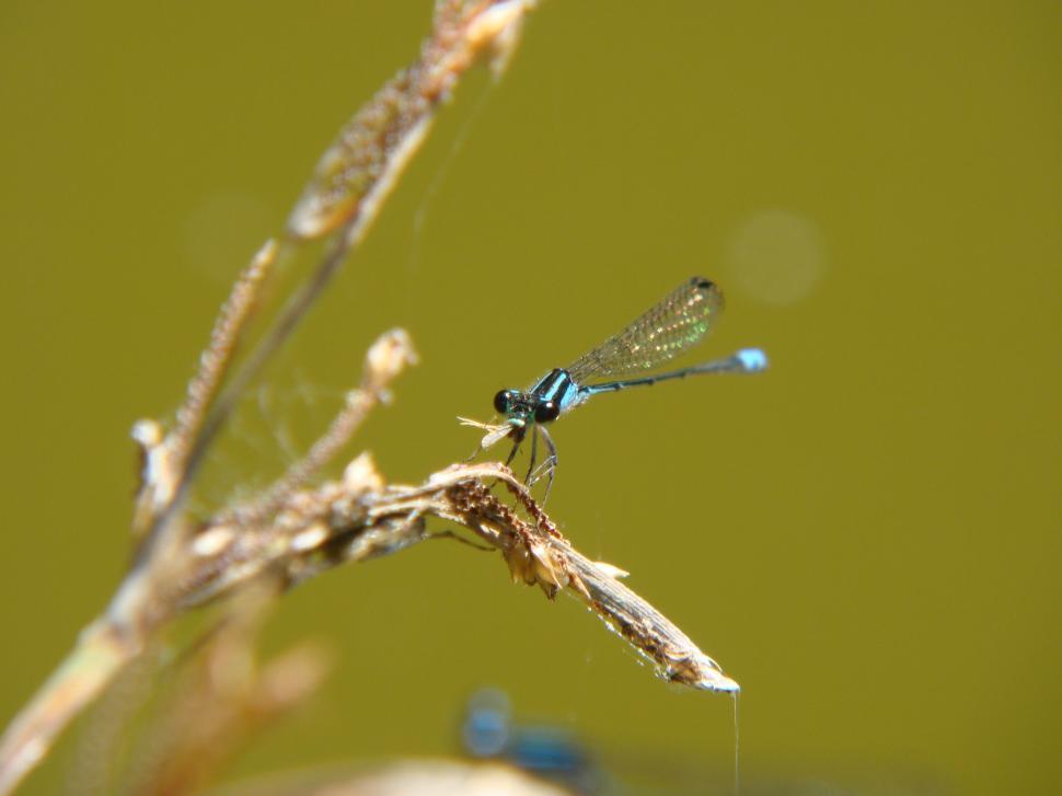 Free Image of Libelula 
