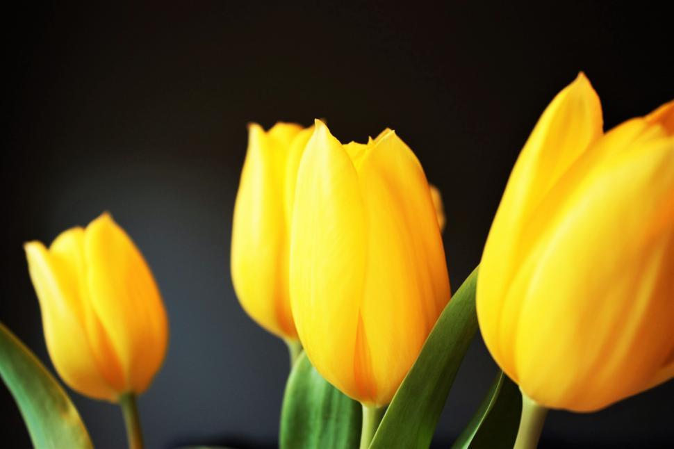 Free Image of Vibrant yellow tulips against dark backdrop 