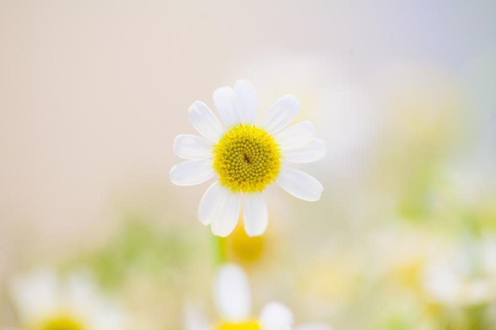 Free Image of Simple daisy with a bright yellow center 