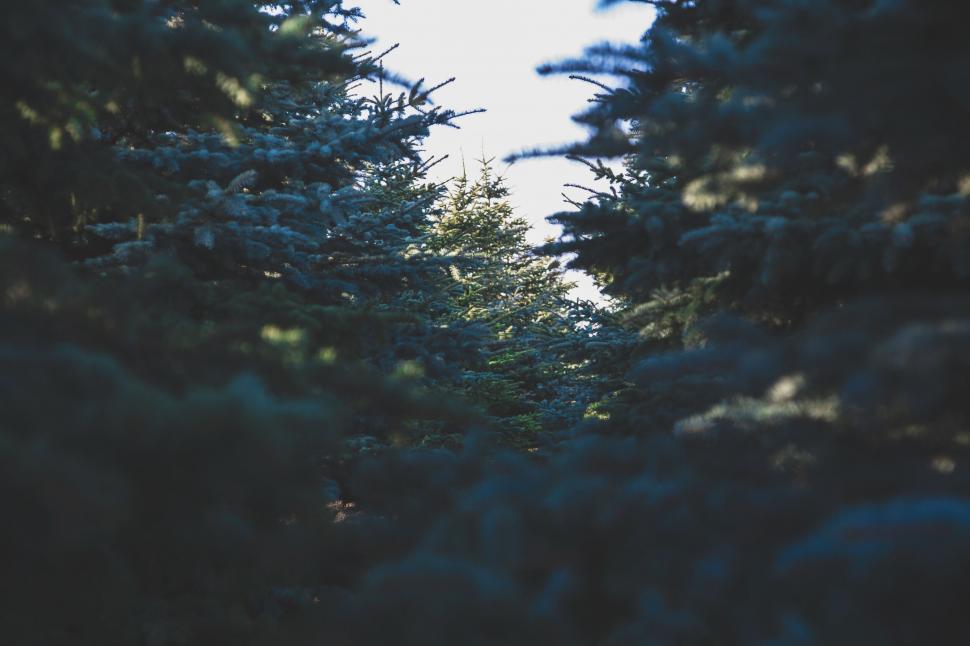 Free Image of Pine trees forest with narrow depth of field 