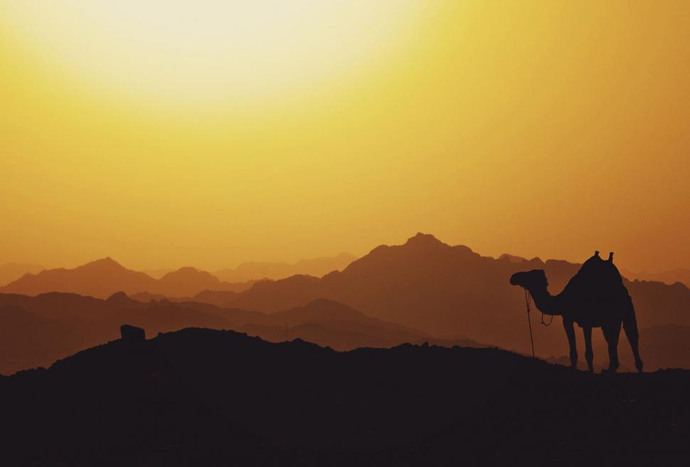 Free Image of Silhouette of a camel in desert sunset 