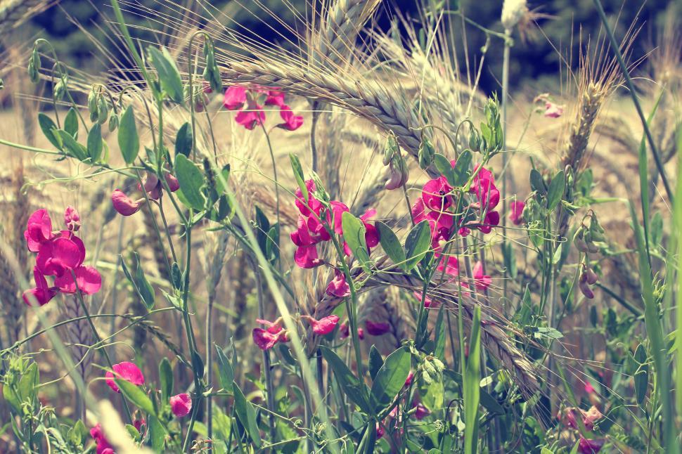 Free Image of Field of wildflowers with selective focus 