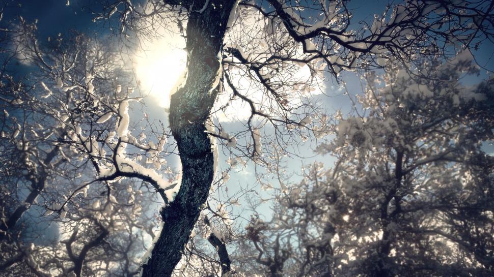 Free Image of Bright sun filtering through snow-covered branches 