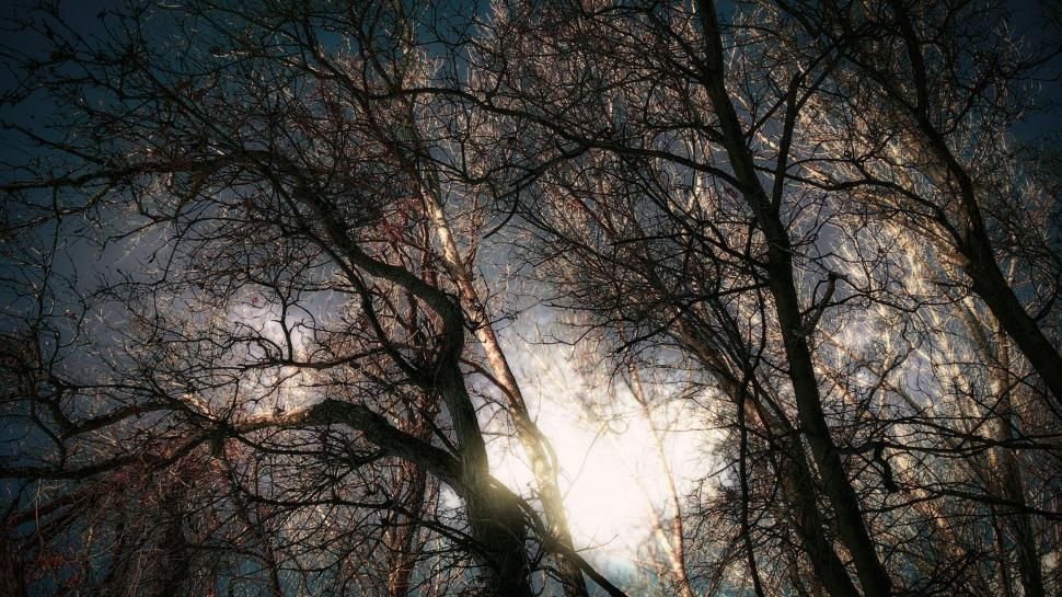 Free Image of Mysterious forest silhouette against sunset sky 