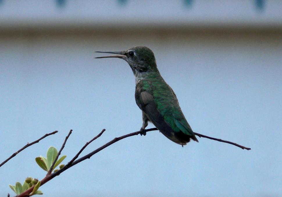 Free Image of Green hummingbird perched on a branch 
