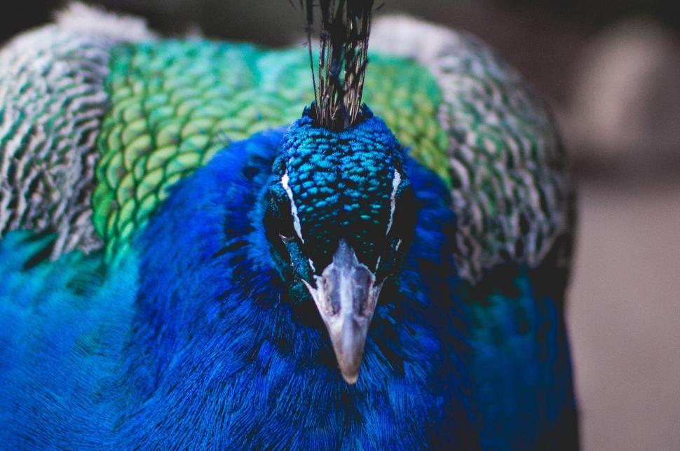 Free Image of Close view of a peacock s vibrant head 