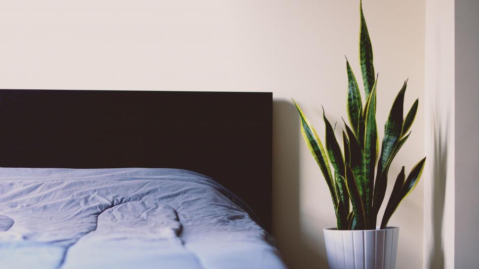 Free Image of Indoor plant beside a bed in natural light 