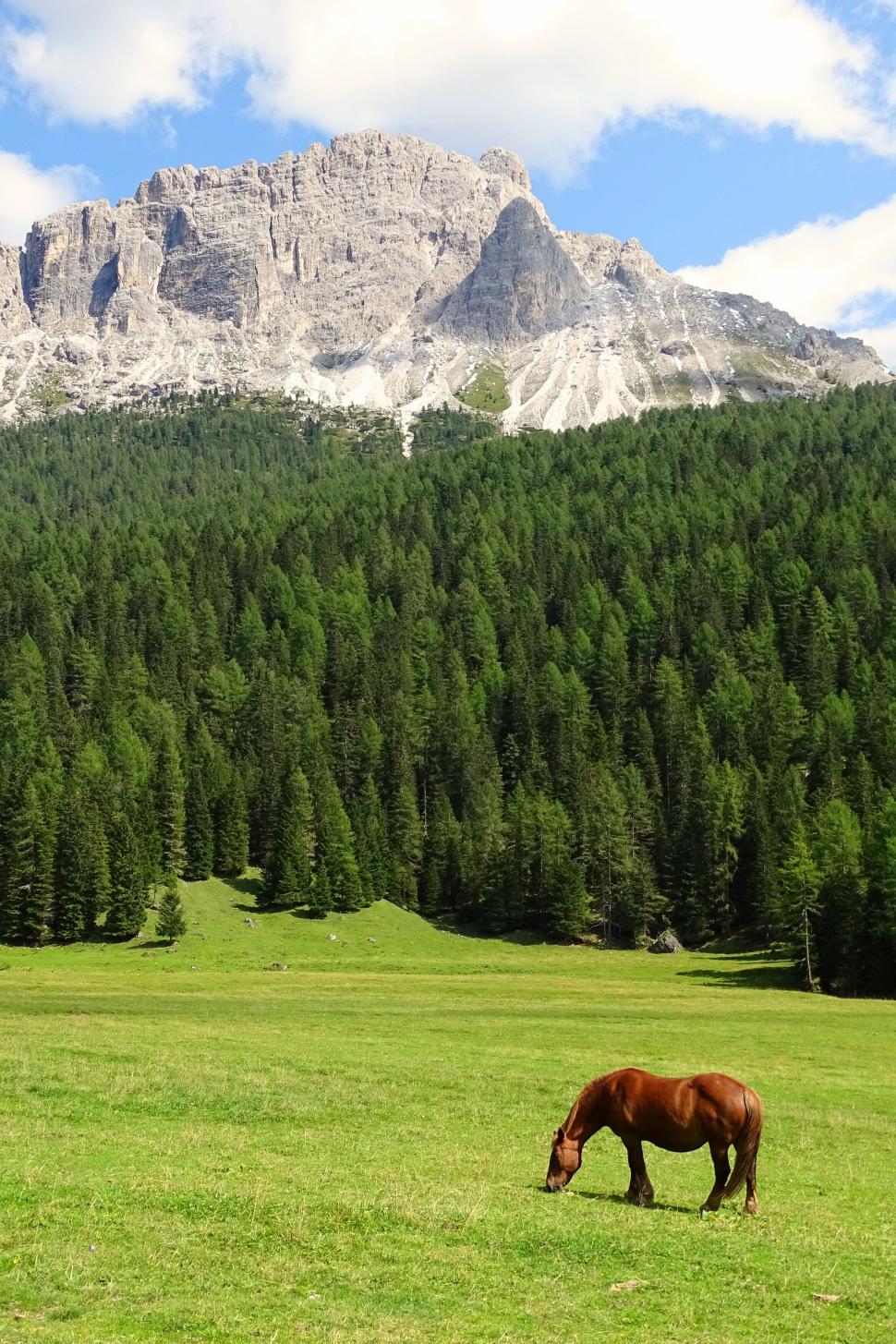 Free Image of Horse grazing in front of mountain 