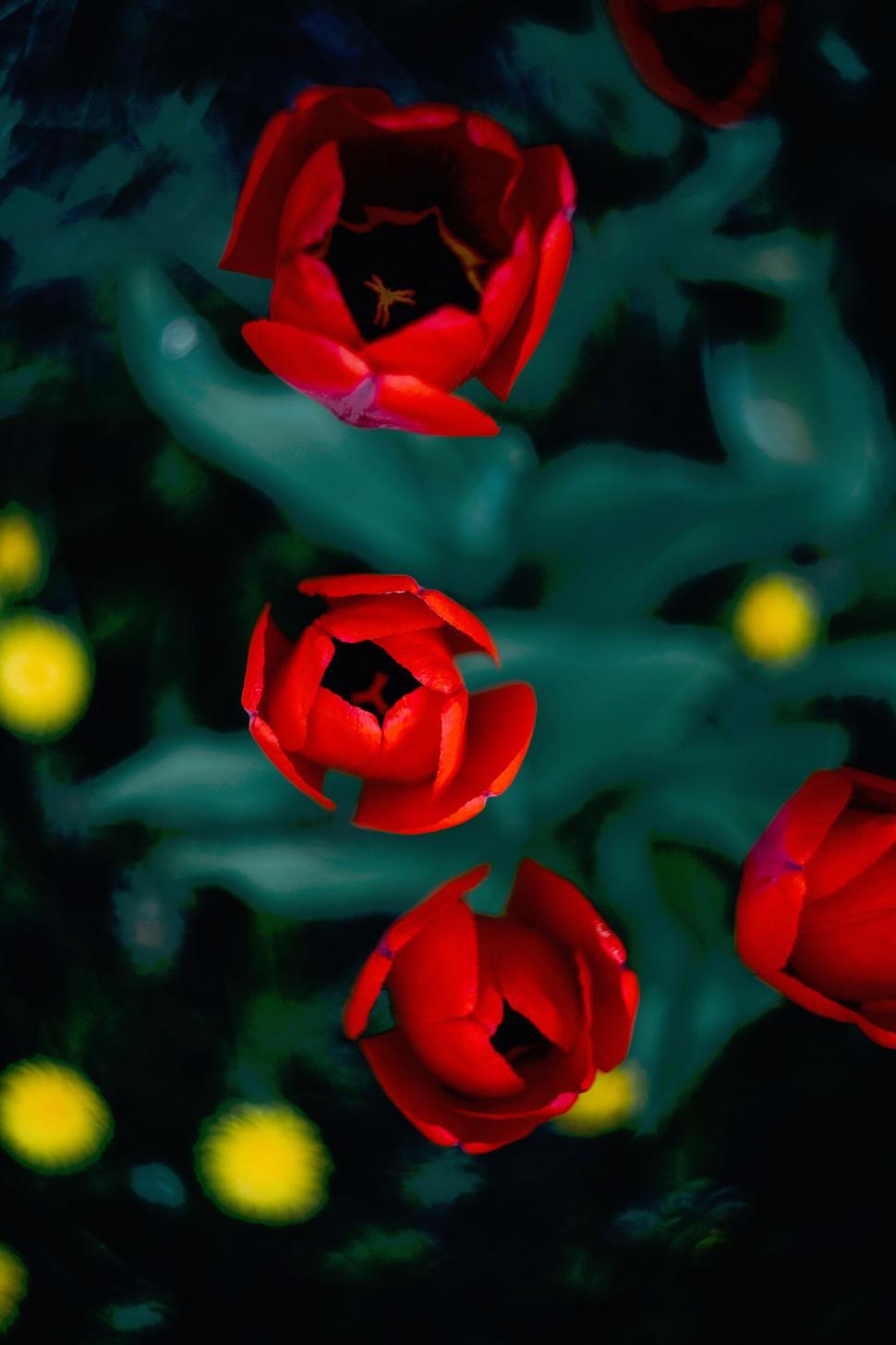 Free Image of Red tulips on dark moody background 