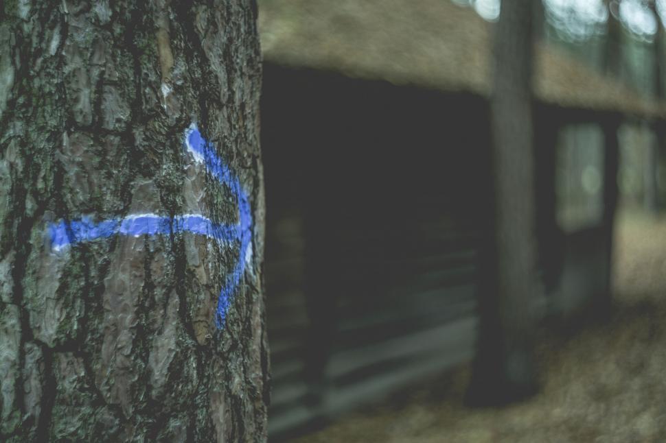 Free Image of Blue arrow painted on a tree in the forest 