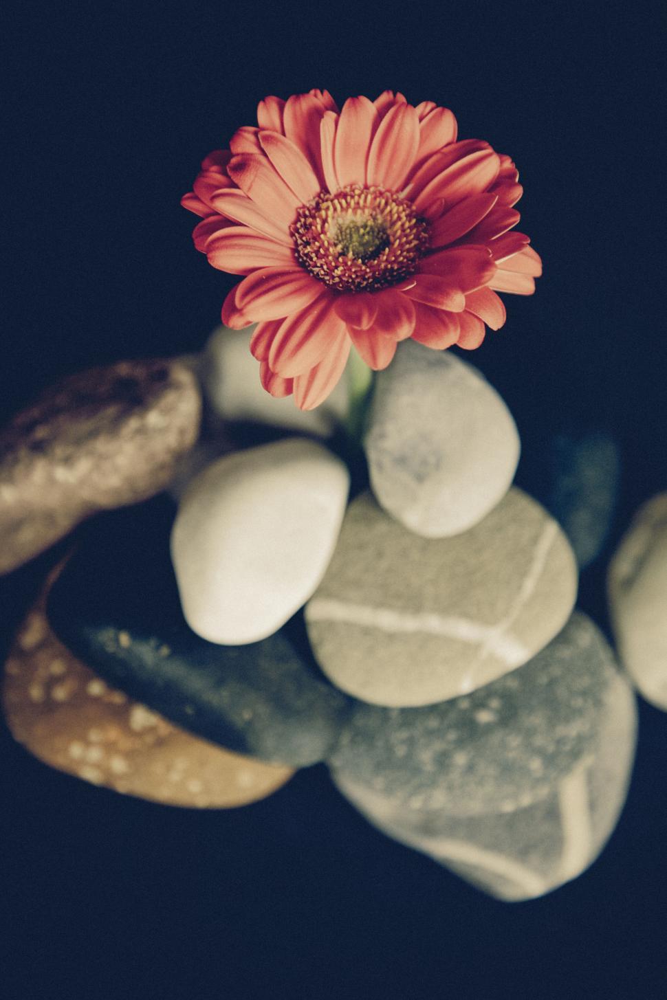 Free Image of Gerbera Flower Amidst Pebbles on Dark Background 