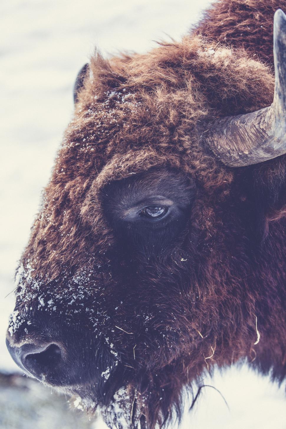 Free Image of Close-up of a majestic bison in snowy weather 