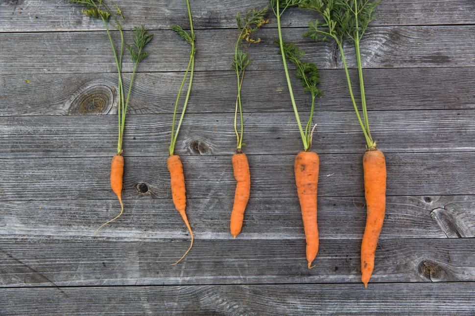 Free Image of Fresh carrots with green tops on wood 