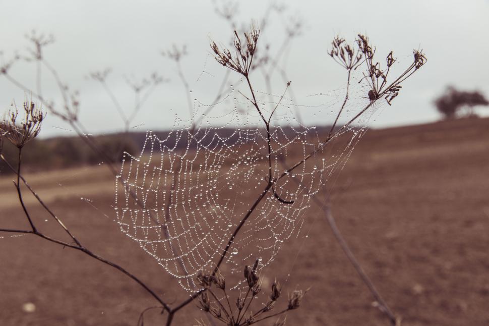 Free Image of Dew on a spider web in the morning light 